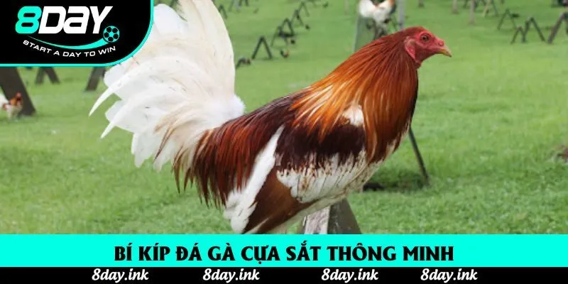 Bí kíp đá gà cựa sắt thông minh