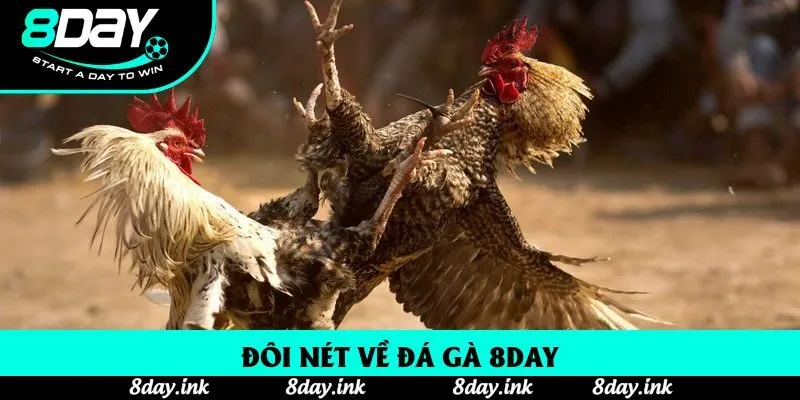 Đôi nét về đá gà 8day