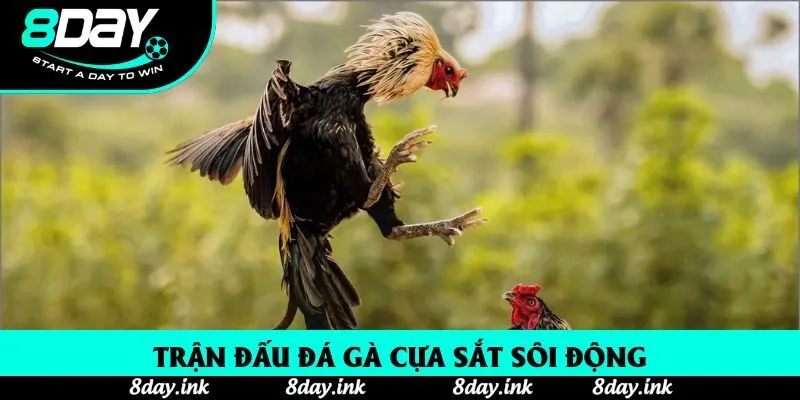 Trận đấu đá gà cựa sắt sôi động